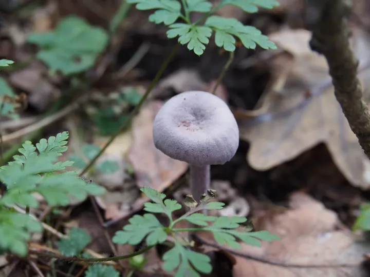 Vagevuurbos en Lippensgoed-Bulskampveld (België)